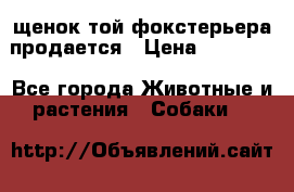 щенок той-фокстерьера продается › Цена ­ 25 000 - Все города Животные и растения » Собаки   